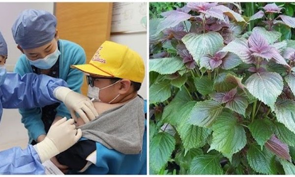 Sắp t.iêm vắc xin cho trẻ 5 -11 tuổi, có nên cho bé uống nước tía tô trước không: BS giải đáp cho các mẹ để lưu ý