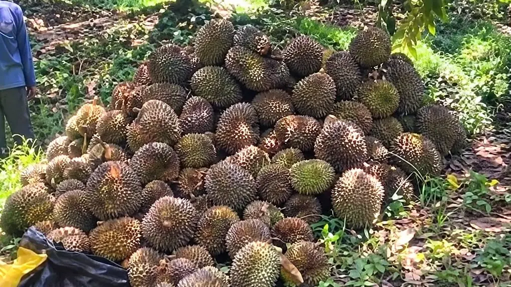 Sầu riêng bị dính thuốc diệt cỏ rụng trái, thiệt hại khoảng 500 triệu đồng. Ảnh: Phước Thanh