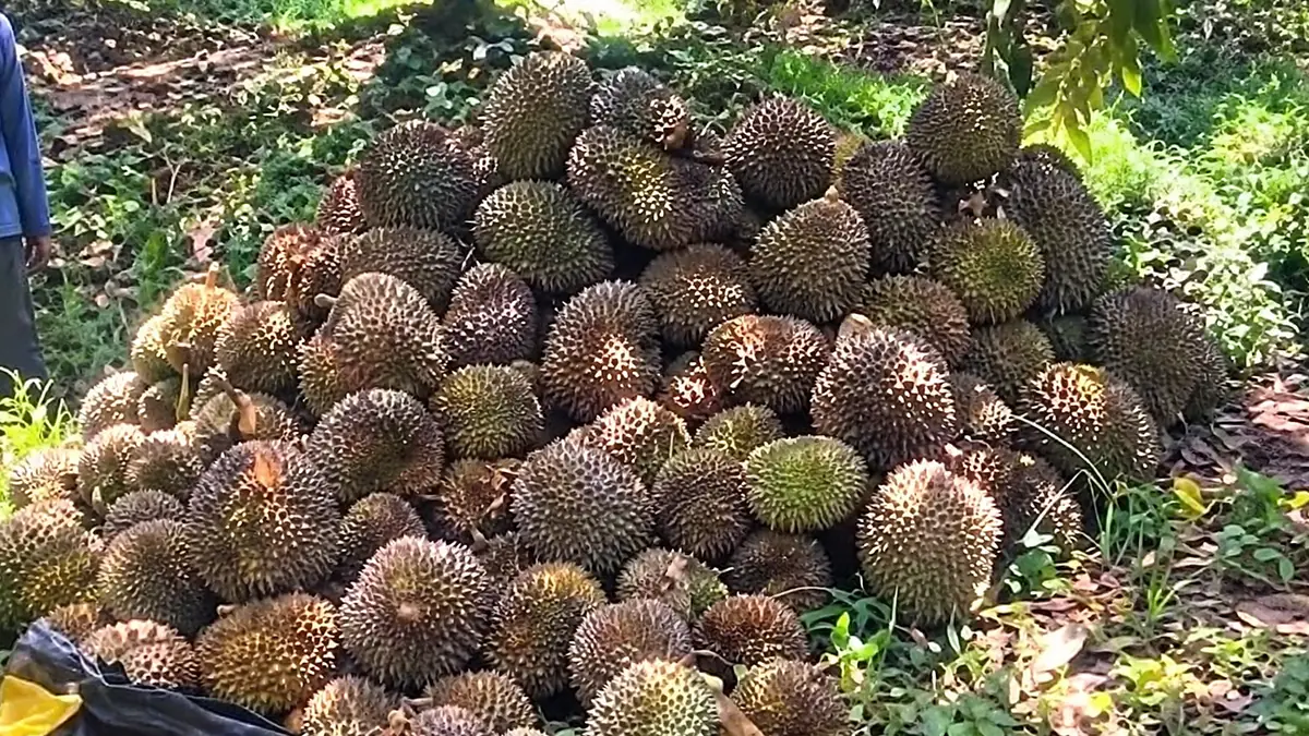 Cháu phun thuốc diệt cỏ khiến 8 tấn sầu riêng của chú bị rụng