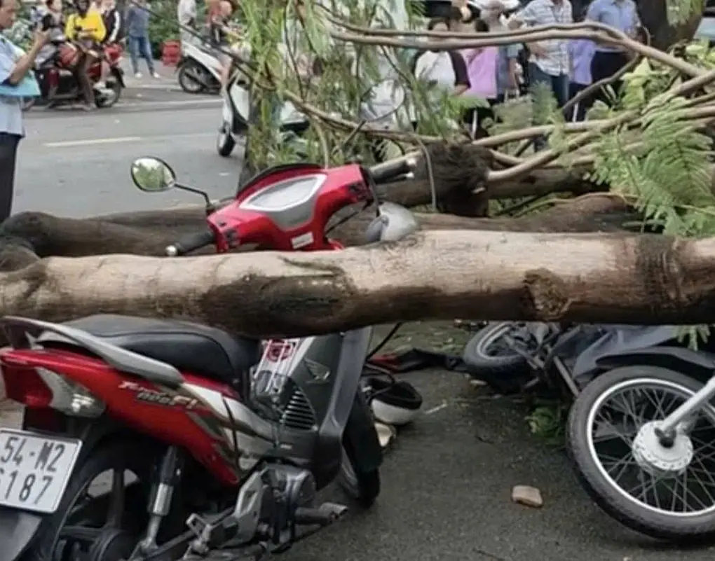 Cây đổ đè lên hai xe máy. Ảnh: Đình Văn