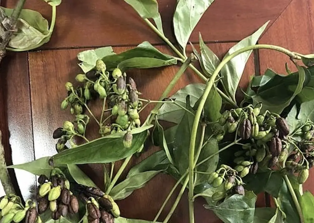 Một cây lá ngón từng gây ngộ độc cho người ăn ở tỉnh Hoà Bình cũ, tháng 4/2023. Ảnh: Bác sĩ cung cấp