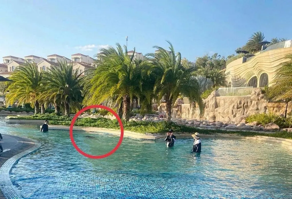 Vị trí bé trai người Nhật tử vong trong hồ bơi ở resort. Ảnh: Gia đình nạn nhân cung cấp