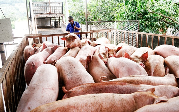 Giá lợn hơi tiếp đà giảm mạnh, t.hịt lợn chợ có loại vẫn 170.000 đồng/kg