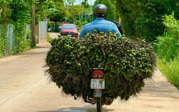 10 ngày, giá cau từ 85.000 đồng/kg xuống còn 25.000 đồng/kg