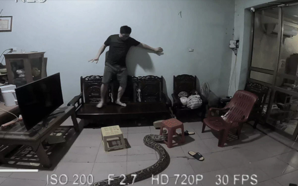 Trăn khổng lồ bò vào nhà, chàng trai Hải Dương hất đổ ti vi chạy thoát thân