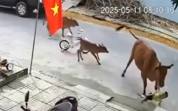 Kinh hãi bò thả rông tấn công cháu bé ở Đà Nẵng