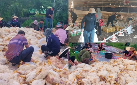 Hơn 10.000 con gà chết ngạt trước ngày xuất chuồng, chủ trang trại mất trắng tiền tỷ