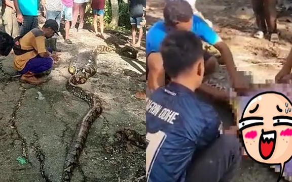 Thảm kịch ở đảo du lịch Đông Nam Á: Tìm thấy thi thể người đàn ông trong bụng con trăn dài gần 9 mét