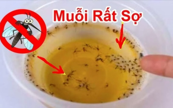 Muỗi sợ nhất bát nước này, đặt trong nhà muỗi cả đàn cũng rủ nhau đi hết