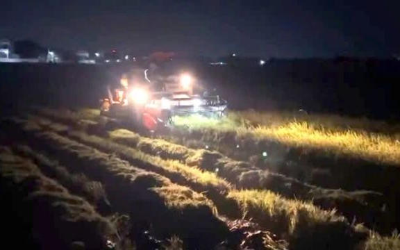 Người dân Quảng Trị xuyên đêm gặt lúa, 