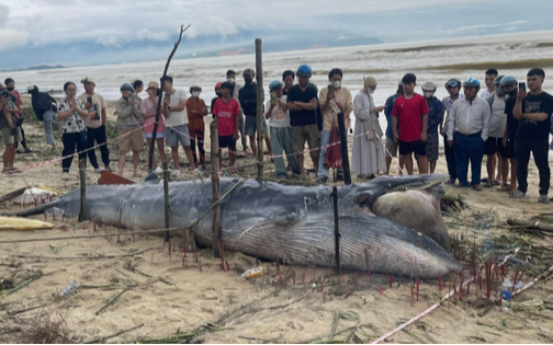 Cá ông dạt vào bờ biển là điềm tốt hay xấu? Ngư dân 40 năm đưa ra giải thích Cá ông dạt vào bờ biển là điềm tốt hay xấu? Ngư dân 40 năm đưa ra giải thích