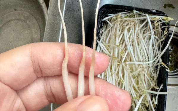 4 loại rau ở chợ thường bị “tắm thuốc” cho đẹp mắt, người bán không dám ăn, nhiều người lại thích mua 4 loại rau ở chợ thường bị “tắm thuốc” cho đẹp mắt, người bán không dám ăn, nhiều người lại thích mua