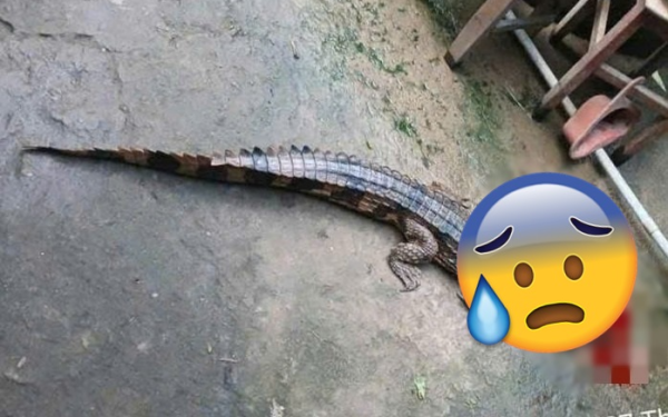 Vụ cá sấu sổng chuồng cắn thầy giáo ở Tây Ninh: Lời khai bất ngờ từ người nuôi Vụ cá sấu sổng chuồng cắn thầy giáo ở Tây Ninh: Lời khai bất ngờ từ người nuôi