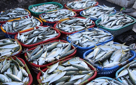 Cá bị ướp urê, hàn the thường có 6 đặc điểm này: Bán rẻ tới mấy cũng chớ mua về ăn