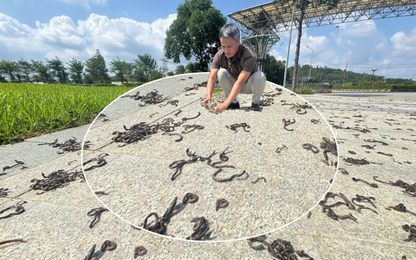 Quảng Ngãi: Hiện tượng kỳ lạ khi hàng ngàn con giun trồi lên mặt đất