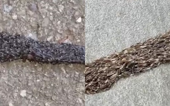 Video: Phát hiện vệt đen di chuyển trên sân, người phụ nữ lại gần kiểm tra liền nổi da gà