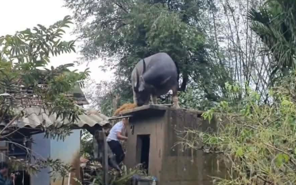 Con trâu lạc lên mái nhà sau mưa lũ, mắc kẹt gần một tuần: Bất ngờ cách đưa xuống