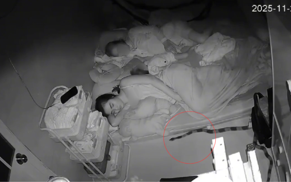 Rắn độc gần 2m bò sát mép đệm lúc rạng sáng ở TPHCM, mẹ trẻ bình tĩnh xử lý