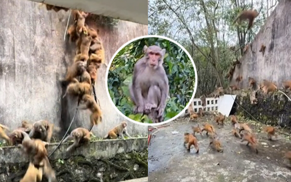 Hàng trăm con khỉ bất ngờ lao xuống núi với tốc độ chóng mặt: Hiện tượng lạ khiến người dân hoang mang
