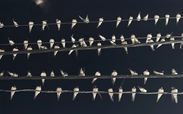Ngành chức năng nói gì hiện tượng hàng ngàn con chim én đậu chằng chịt trên dây điện ở Cần Thơ?