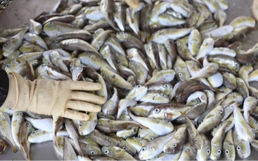 Loại cá chứa chất kịch độc khiến nhiều người rơi vào nguy kịch sau khi ăn: Cách nhận biết