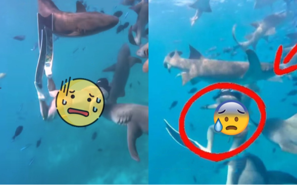 Kinh hoàng cảnh cô gái bị cá mập cắn nhưng vẫn từ chối lên bờ vì muốn chụp thêm ảnh