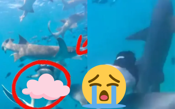 Kinh hoàng cảnh cô gái bị cá mập cắn nhưng vẫn từ chối lên bờ vì muốn chụp thêm ảnh