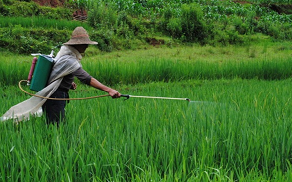 Anh công bố 12 loại rau quả "ngậm thuốc trừ sâu" nhiều nhất năm 2025: Loại quả đứng đầu danh sách với 99% thuốc trừ sâu vượt quá tiêu chuẩn