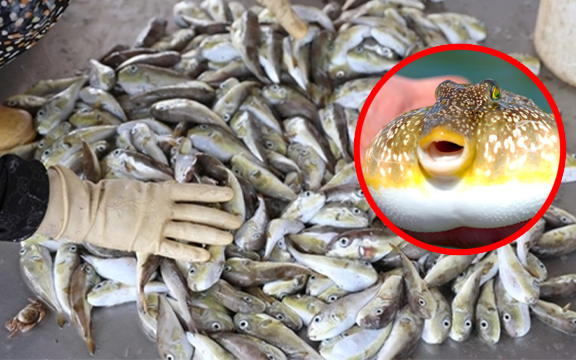 Cảnh báo: Loại cá chứa chất k:ịch đ:ộc được bán đầy chợ, nhiều người rơi vào ng:uy k:ịch sau khi ăn