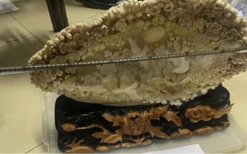 Chi hơn 969 triệu đồng mua 3 vỏ trai khổng lồ về nhà trưng, 3 năm sau người đàn ông bị cảnh sát bắt giữ