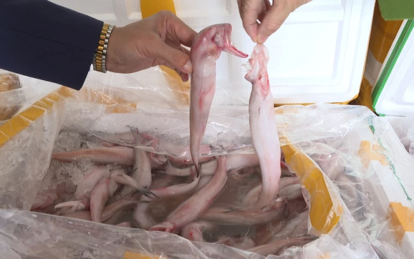 Kinh hoàng 10 tấn cá khoai Trung Quốc tẩm formol cực độc chờ lên bàn ăn