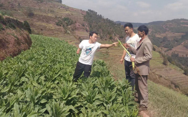 Người đàn ông U50 bỏ nghề giáo viên, chỉ bán rau thôi nhưng doanh thu khủng hơn 37 tỷ đồng/năm