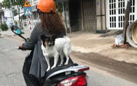 Đi xe máy chở chó mèo coi chừng bị phạt tới hàng chục triệu đồng, nhiều người vẫn vô tư vì chưa “vững” luật