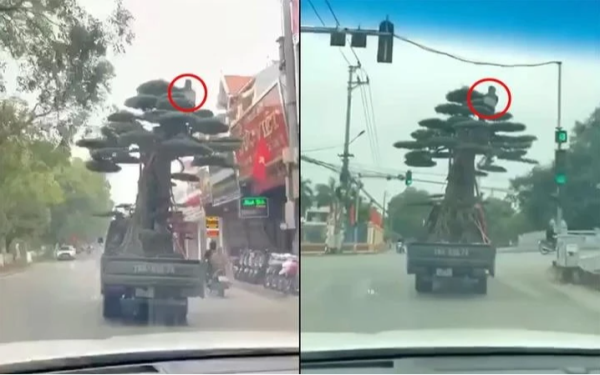 Lái xe chở người ngồi vắt vẻo trên ngọn cây cảnh bị phạt 39 triệu đồng