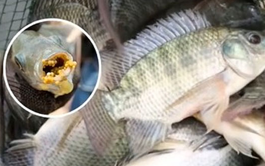 Hai kiểu ăn cá gây ung thư số một, người Việt đang ăn hàng ngày