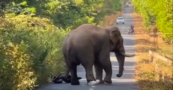 Đồng Nai: Voi rừng “ngà lệch” xuất hiện trên đường, người dân tháo chạy