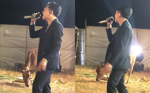 Nam ca sĩ Việt biểu diễn ở đồng cỏ, con bò bên cạnh 