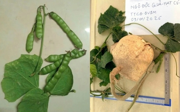 3 người hôn mê sau ăn hạt củ đậu thoát nguy kịch