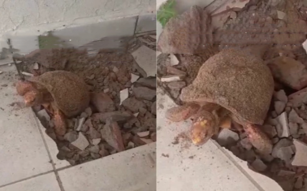 Đập sàn nhà để sửa chữa, gia đình bất ngờ phát hiện thứ vẫn “sống” dưới đó suốt 10 năm