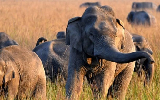 Truy tìm con voi một ngà xâm nhập khu dân cư, tấn công khiến 22 người tử vong ở Ấn Độ