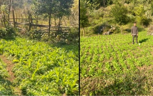 Bất ngờ khám phá “khu vườn bí mật” của 3 anh em họ Hoàng, thu giữ 7.838 cây rau lạ