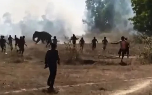 Voi dữ tấn công khiến 22 người tử vong, dân làng hoảng sợ