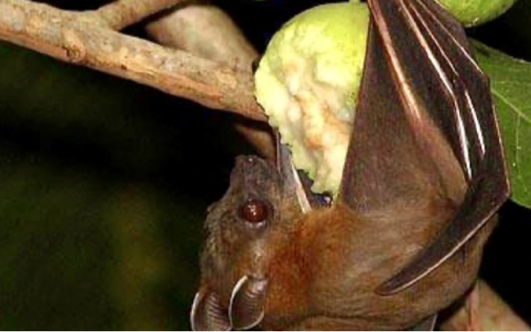 Chuyên gia cảnh báo: Loài dơi mang virus Nipah thích ăn một loại quả Việt Nam bán rất nhiều
