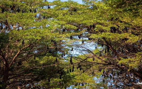 Hàng nghìn sinh vật đu kín ngọn cây ở khu dân cư suốt ngày đêm, người dân thấp thỏm vì 1 nguy cơ tiềm ẩn
