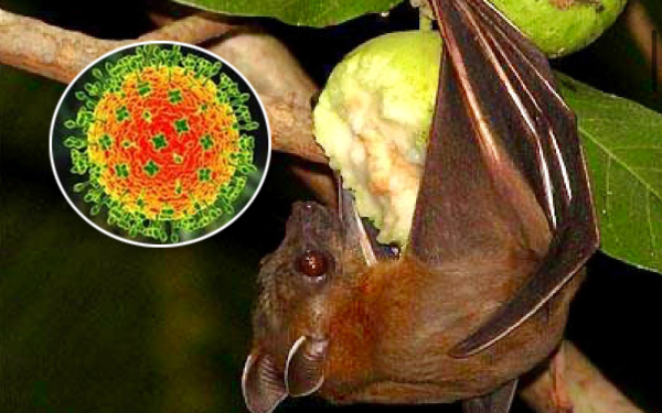 Bộ Y tế khuyến cáo không ăn trái cây bị động vật cắn đề phòng virus Nipah