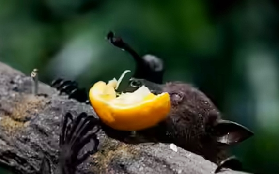 Chuyên gia cảnh báo: Loài rơi mang virus Nipah thích ăn một loại quả quen thuộc, ngày Tết ở Việt Nam bán cực nhiều