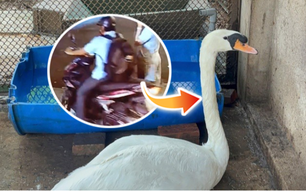 Thiên nga trắng ở Thảo Cầm Viên Sài Gòn bị trộm