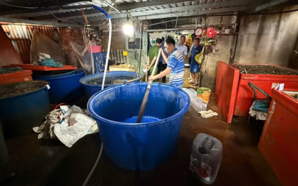 Triệt phá đường dây ngâm 3.000 tấn ốc bươu bằng hóa chất: Natri silicate độc hại thế nào?