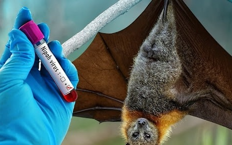 Nóng: Cục Quản lý Khám chữa bệnh (Bộ Y tế) ra thông báo khẩn về virus Nipah