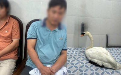 Đối tượng trộm thiên nga trắng ở Thảo Cầm Viên Sài Gòn khai gì?